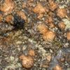 Opegrapha gyrocarpa